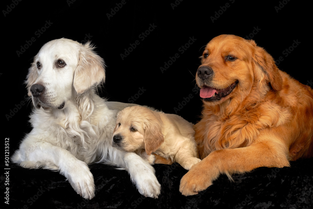 Mum and dad golden retriever dogs with their puppy laying together on the black backround.