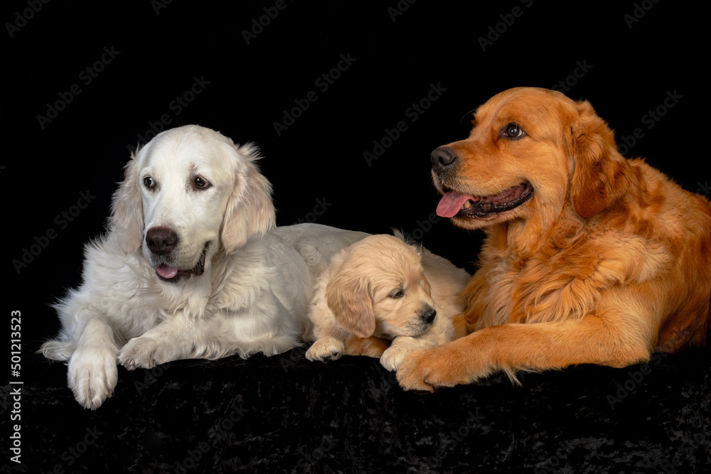 Mum and dad golden retriever dogs with their puppy laying together on the black backround.