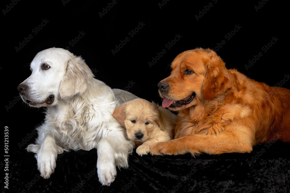Mum and dad golden retriever dogs with their puppy laying together on the black backround.