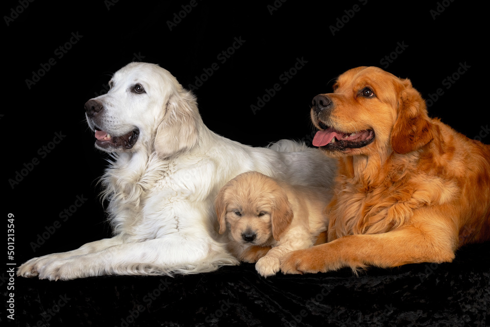 Mum and dad golden retriever dogs with their puppy laying together on the black backround.