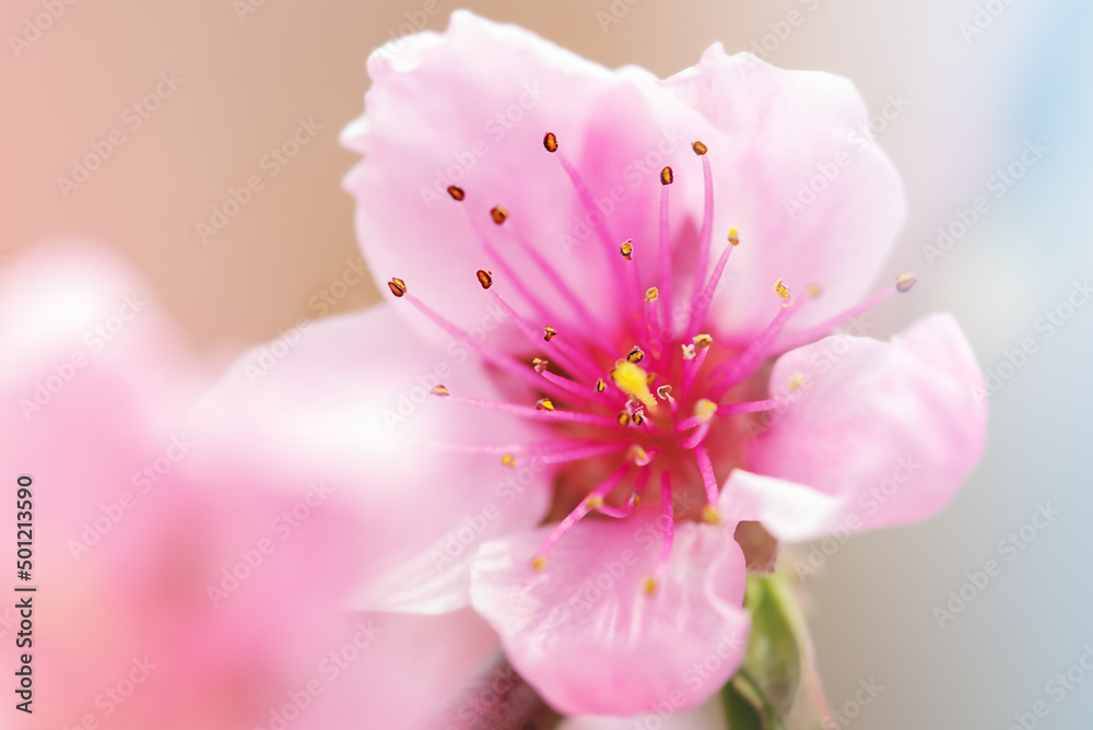 Peach tree blooms. Pink flowers on a flowering tree.