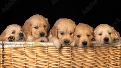 Golden labrador retriever puppies in the laundry basket sticking their heads out.