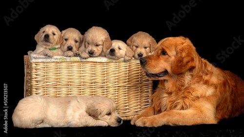 Golden retriever puppies in the basket togheter with a dad. Black background studio portrait.