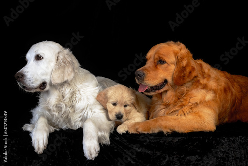 Obraz na płótnie Mum and dad golden retriever dogs with their puppy laying together on the black backround. w salonie