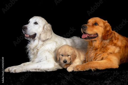 Obraz na płótnie Mum and dad golden retriever dogs with their puppy laying together on the black backround. w salonie