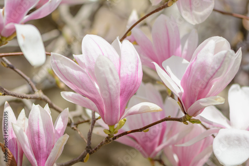 Delicate pink flowers of blossoming magnolia in the spring garden. Blossoming magnolia tree.