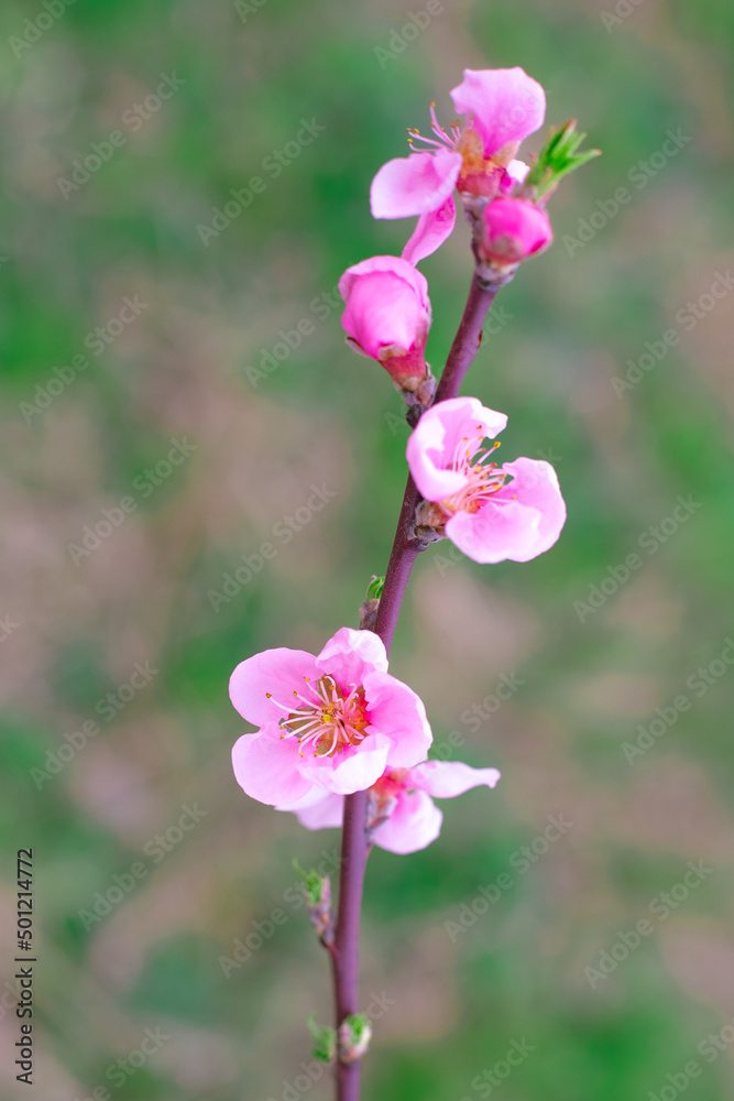 Obraz premium Blooming sakura branch on a green background, selective focus. Spring flowers