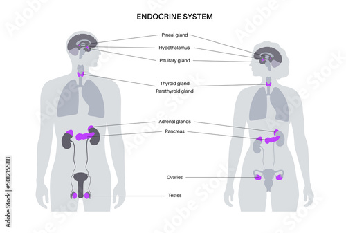 Human endocrine system photo