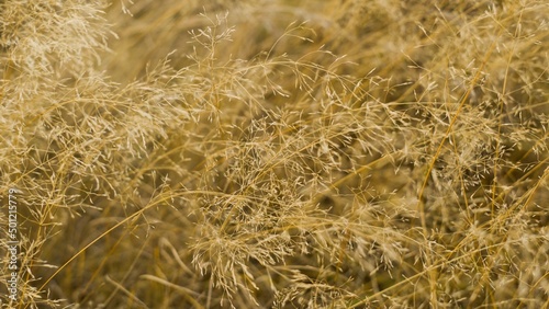 A fluffy cloud of yellow dry grass that has faded in the sun is leaning in the wind. Background, selective focus.