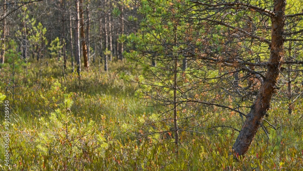 Fototapeta premium Dwarf pines with yellow-green needles in a raised bog. Bright sunlight. The concept of the fragility of nature, the importance of ecological balance.