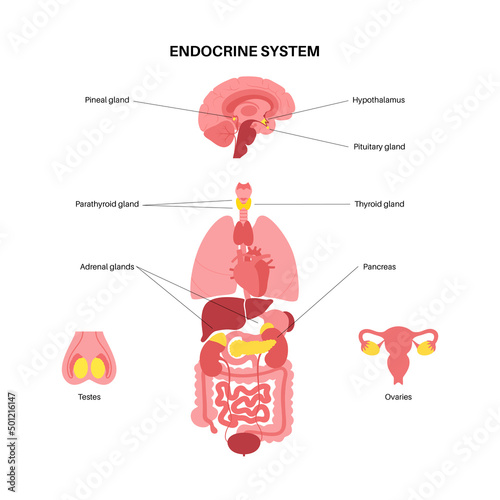 Human endocrine system