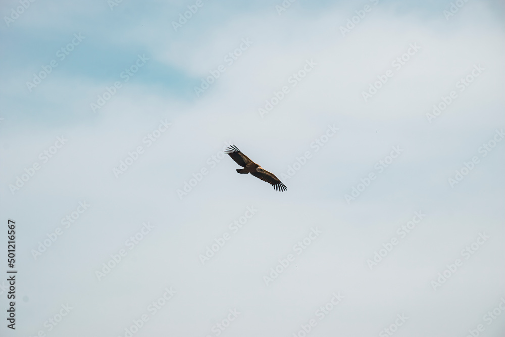 beautiful big eagle in flight beautiful big eagle in flight