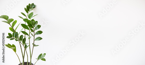 Gardening concept. Vertical photo of a Zamioculcas houseplant growing in a white pot. Banner, place for text.