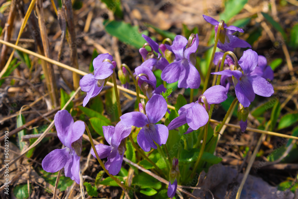 violets. fragrant wild purple flowers. Dense thickets of a low, but fragrant fragrant flower. Small spring flower completely covering the spring forest glade, selective focus violets. fragrant wild purple flowers. Dense thickets of a low, but fragrant fragrant flower. Small spring flower completely covering the spring forest glade, selective focus
