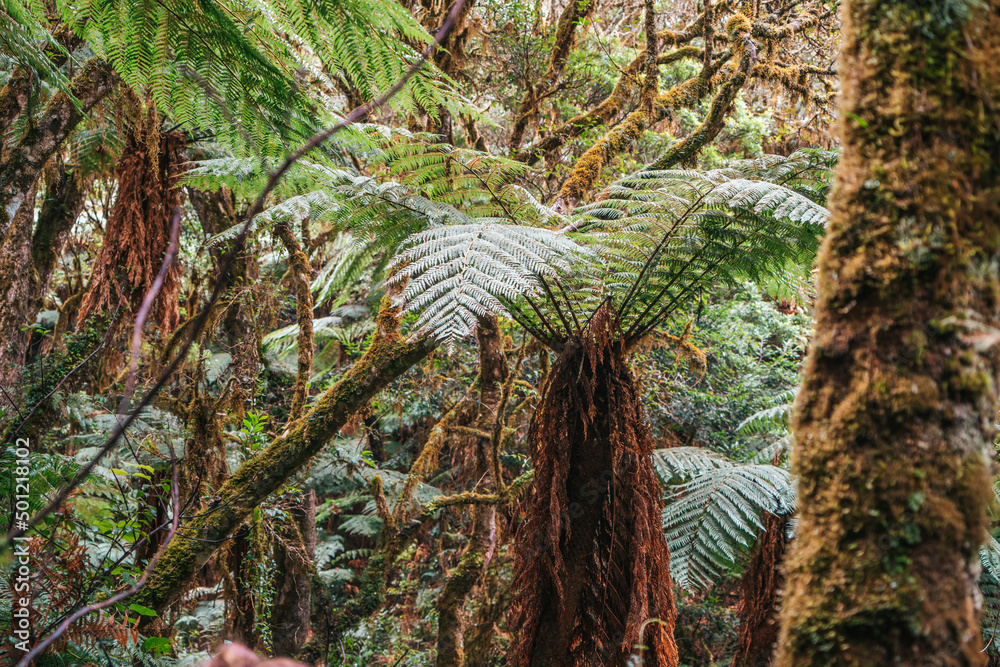 Fototapeta premium Bosque de helechos