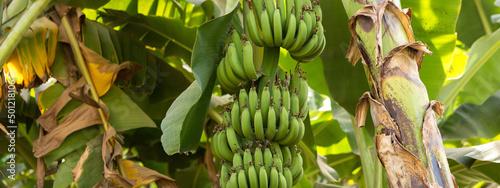 Detail of a banana plantation at Luxor  Egypt.