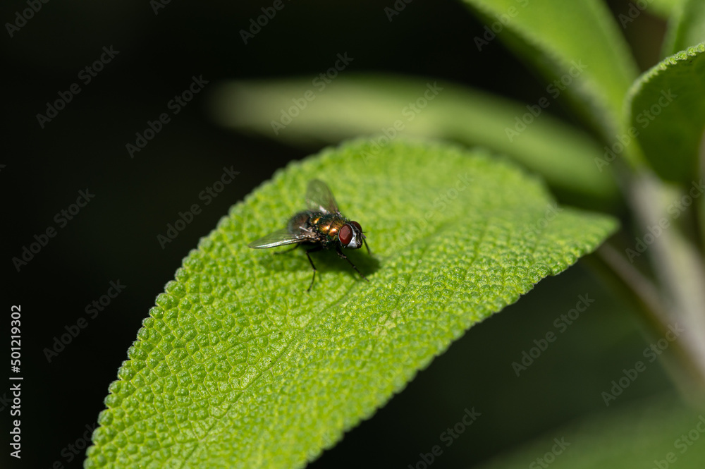 Calliphoridae, mouche brillante