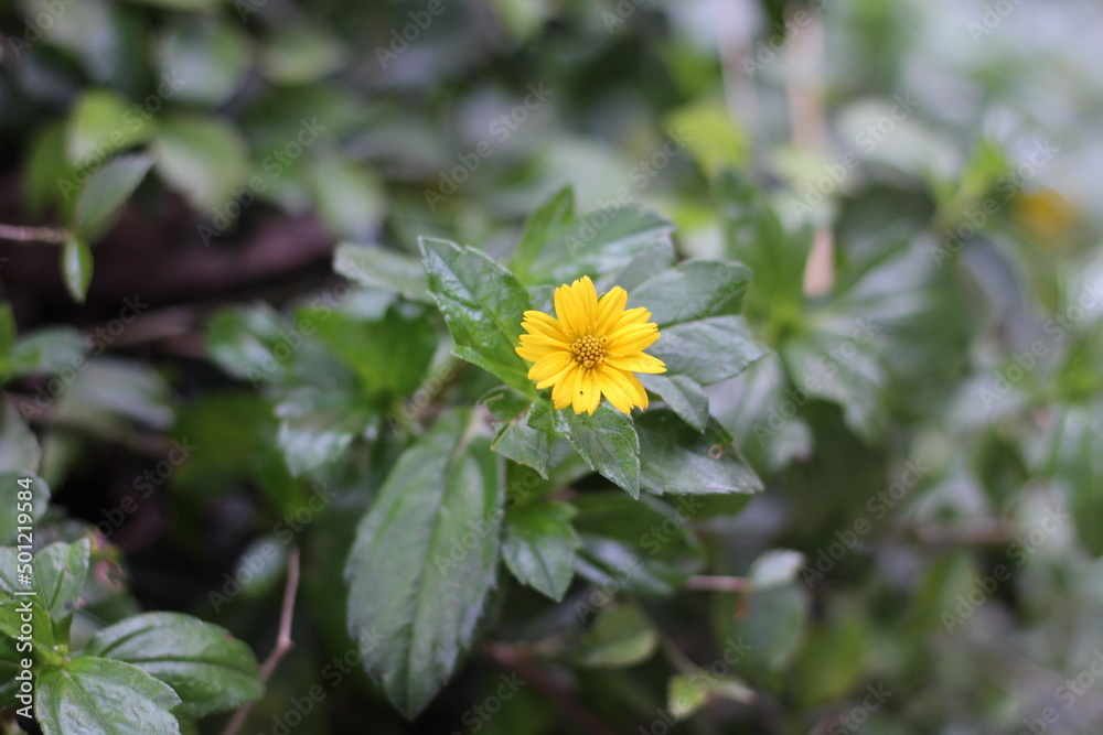 yellow flowers growing wild in the garden yellow flowers growing wild in the garden
