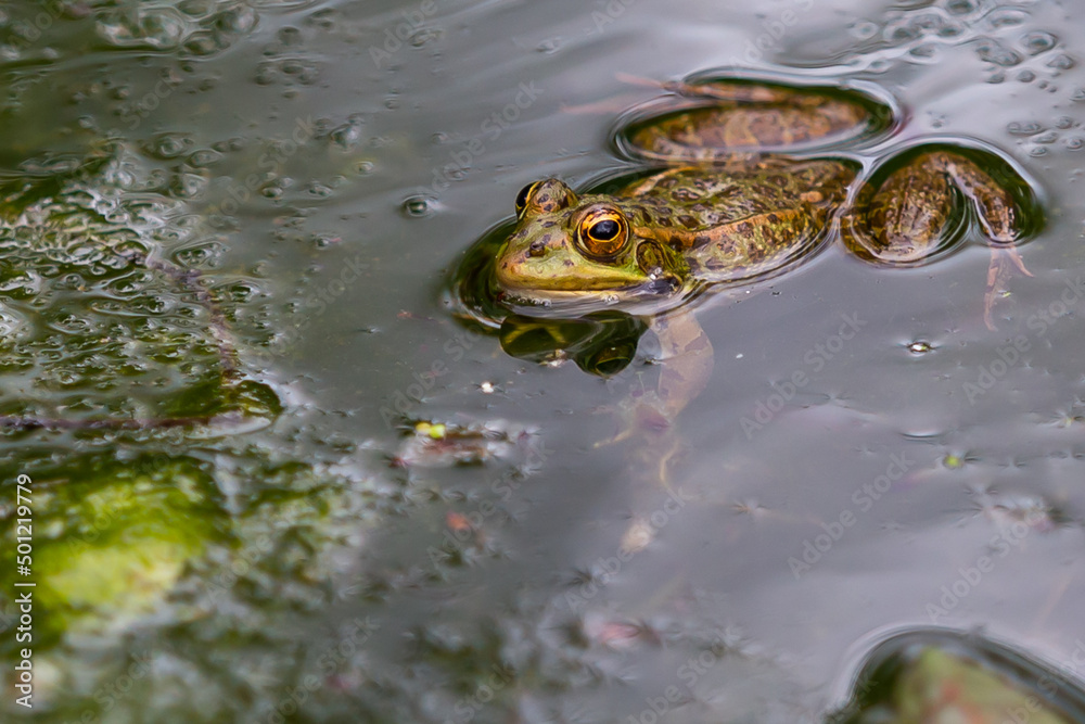Greenskinned frogs with dark spots on the stagnant water of a lagoon