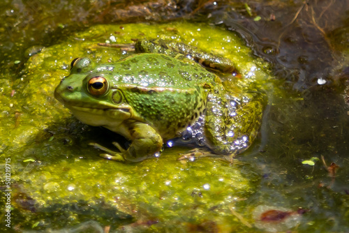 Green-skinned frogs with dark spots on the stagnant water of a lagoon with aquatic plants. small amphibians. Freshwater reptiles.