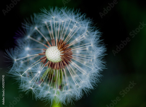 Close up of the dandelion clock on green background