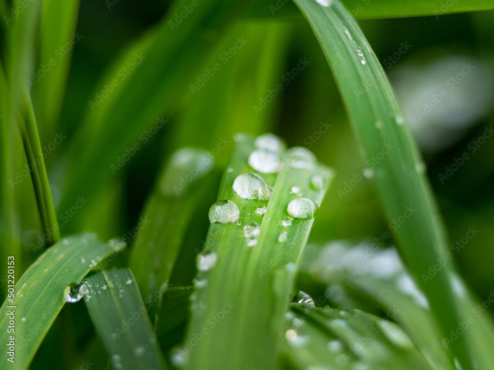 small beautiful dew drops on green grass closeup small beautiful dew drops on green grass closeup
