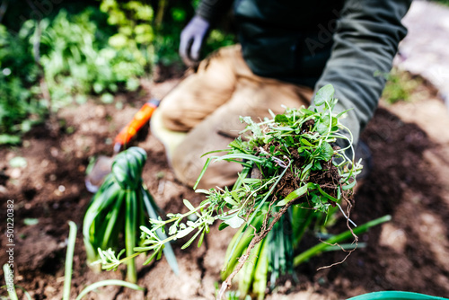 Beautiful english garden and garden tools and equipment. Gardener working process