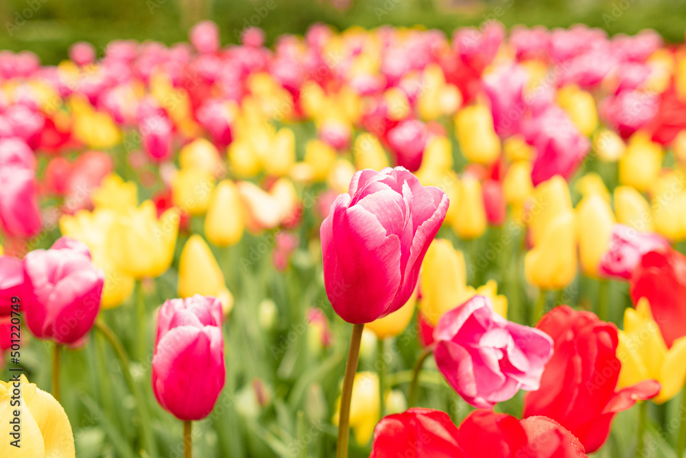 Tulpenfeld im Keukenhof