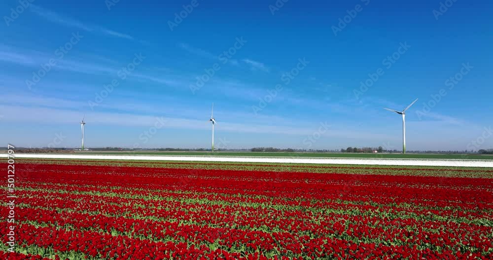 Tulip field in Flevoland The Netherlands with wind turbines spinning in the horizon, Aerial view.