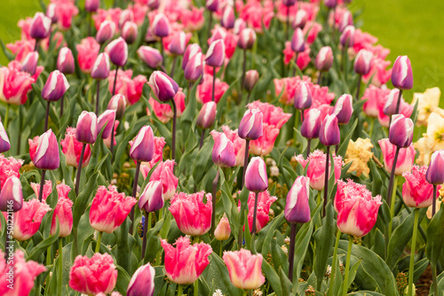 Tulpen im Keukenhof, Tulpenblüte