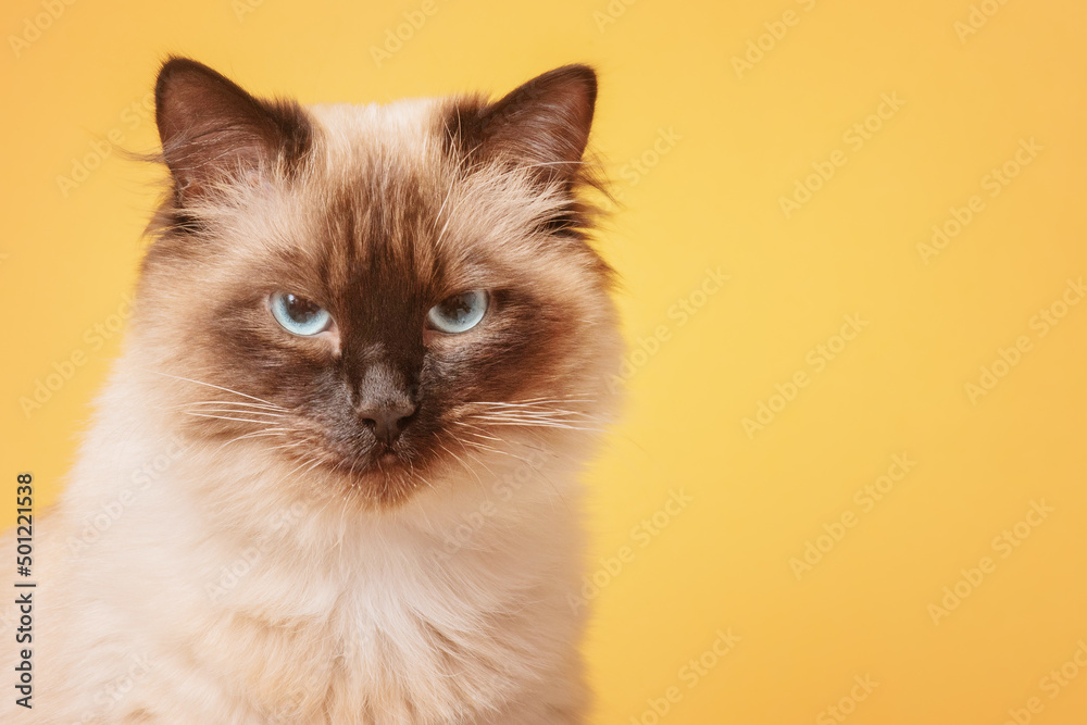 Neva masquerade cat on a yellow background. Beautiful purebred cat. Neva masquerade cat on a yellow background. Beautiful purebred cat.