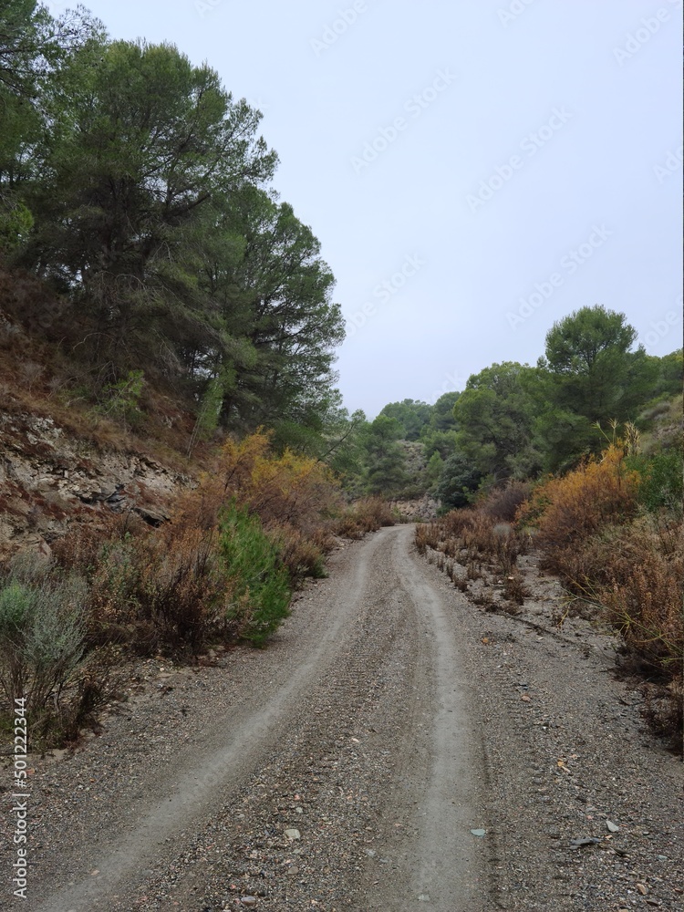 Caminos con niebla entre la vegetación 