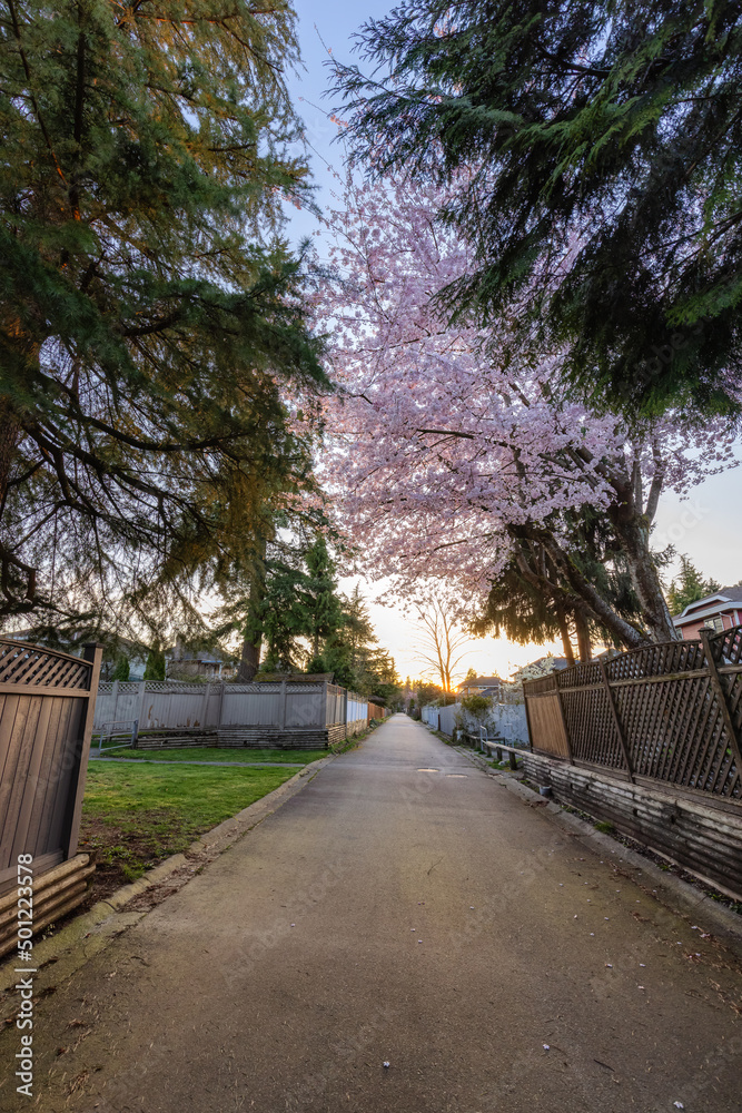 Alley in a residential neighborhood in the city suburbs. Cherry Blossom Tree. Surrey, Greater Vancouver, British Columbia, Canada. Spring Season Sunny Sunset.
