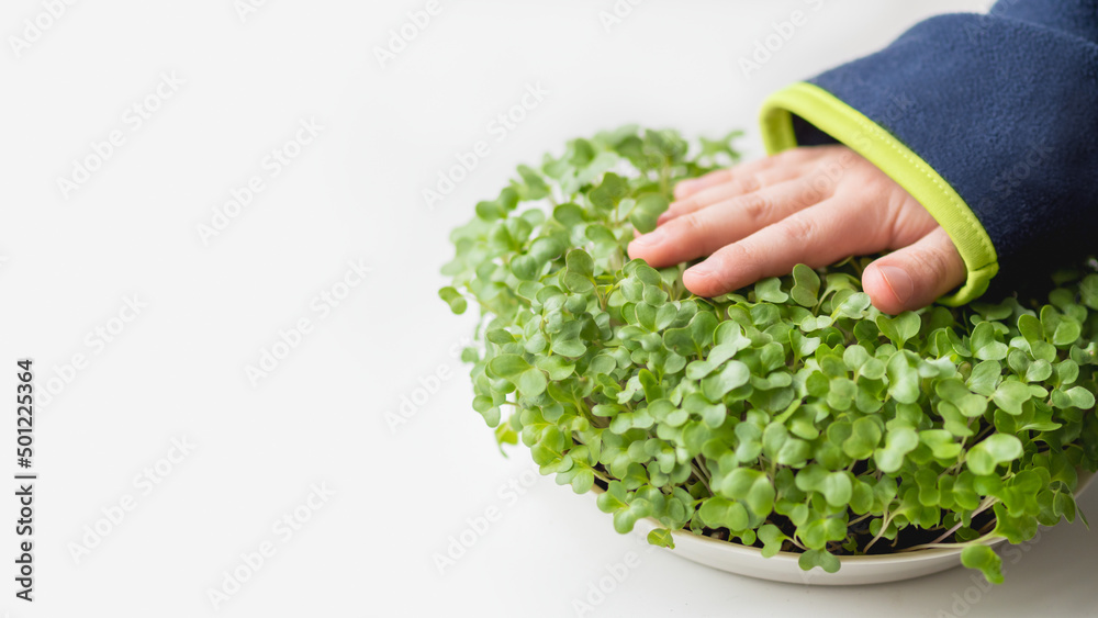 Little kid is touching micro greens. Growing micro plants at home for health or vegan nutrition. Seed germination at home. Banner with copy space.