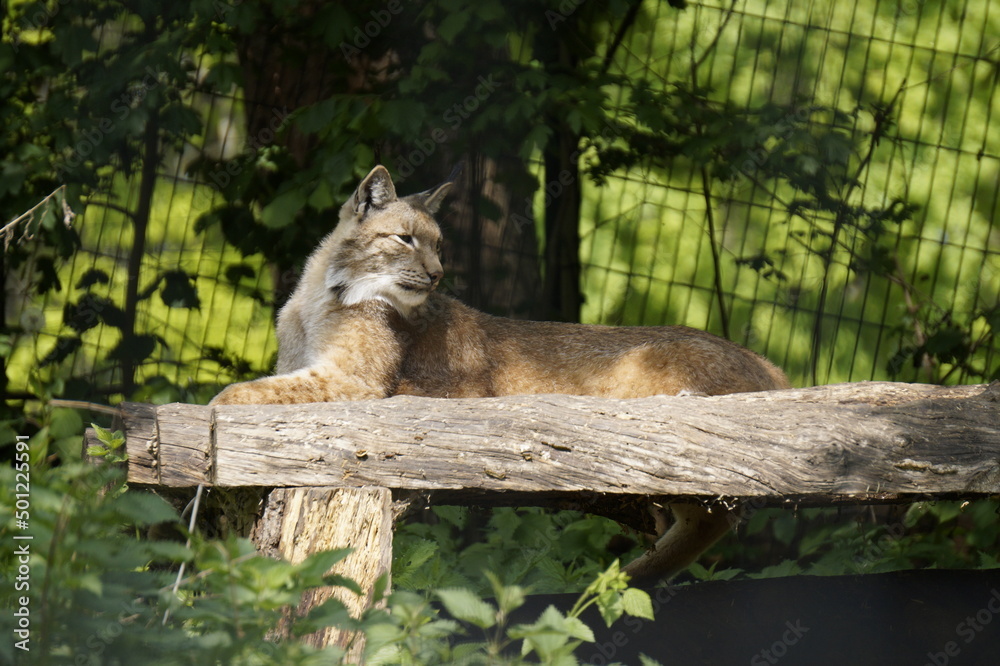 Fototapeta premium Luchs