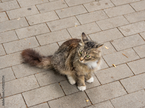 Green-eyed stray cat. Fluffy undomestic feline. Homeless animal on pavement. photo