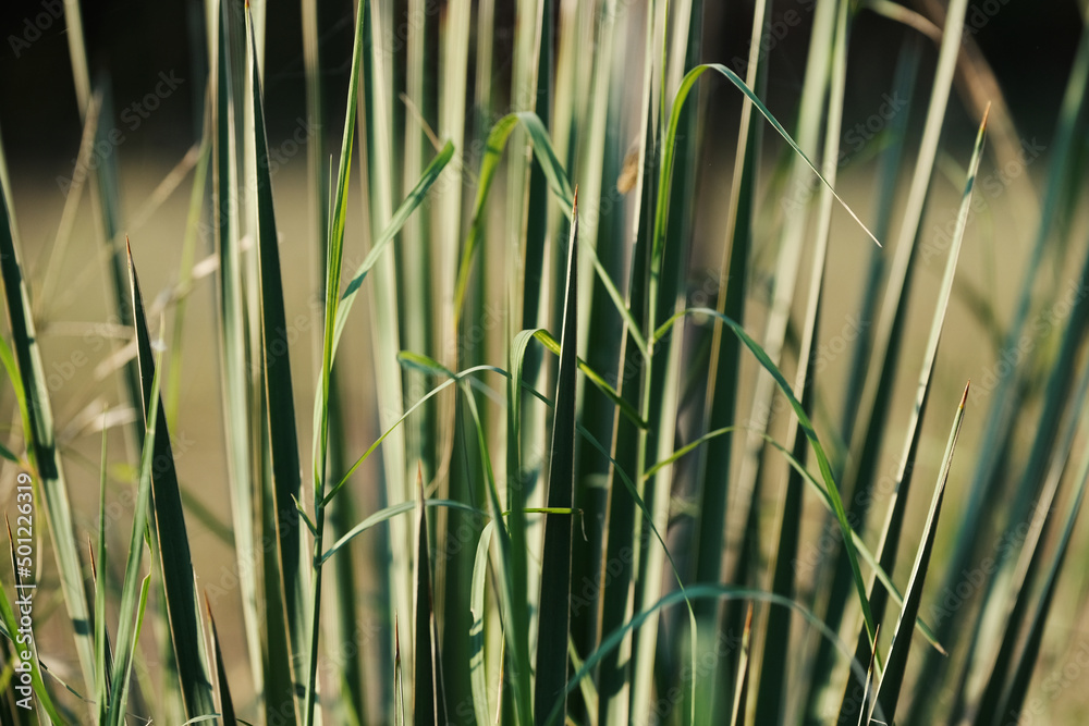 Obraz premium Yucca plant in Texas landscape closeup shows native plants in nature.