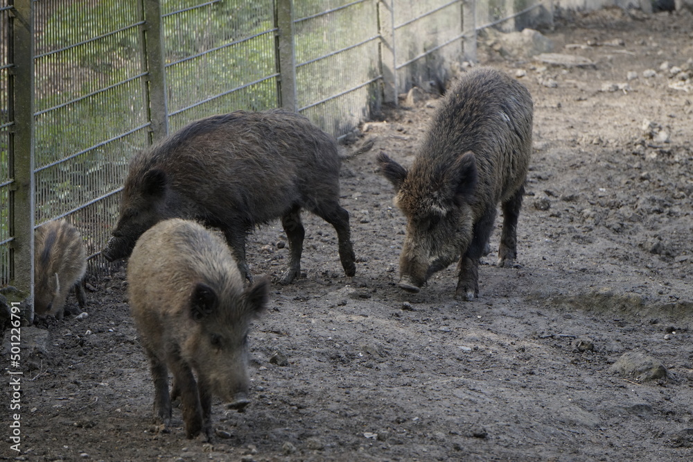 Wildschweine Wildschweine