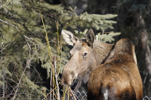 Moose