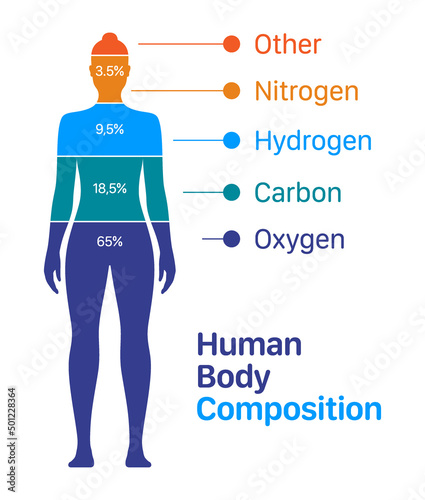 Woman body composition chart vector illustration. Percentage list of chemical elements contained within a human body.