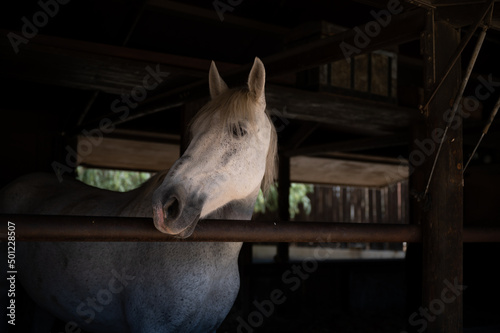 White horse in stable , head shot © Gultekin