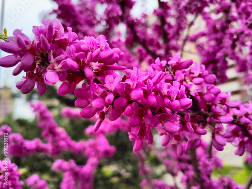Bright pink background of flowering trees