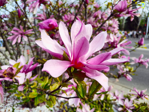 Blooming trees. Large beautiful pink flowers.