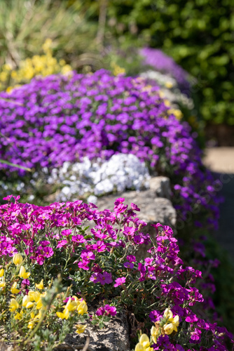 Colourful purple and pink flowered aubretia trailing plants growing on a low wall in Wisley, Surrey UK.