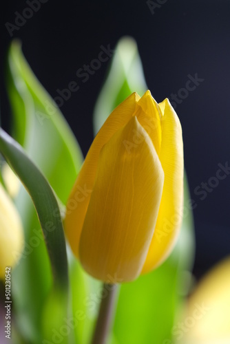 yellow tulip close up, selective focus. Bouquet of fresh yellow Easter Tulip flowers. Close-up of yellow tulip in backlight on a natural blurry background. Selective soft focus.