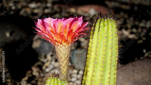 Blooming Red Cactus Flower 2