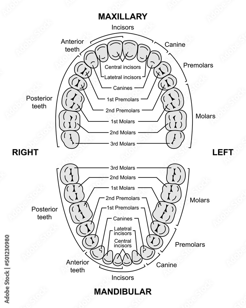 Scientific Designing of Human Permanent Teeth. Dental Jaw And Tooth