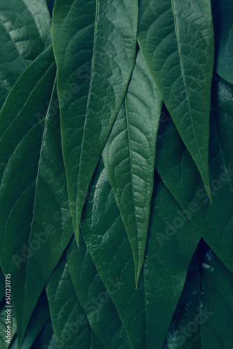dark atmospheric green botanical background of leaves