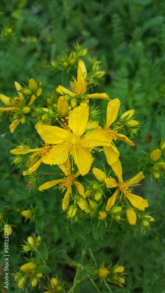 yellow flowers in the garden yellow flowers in the garden