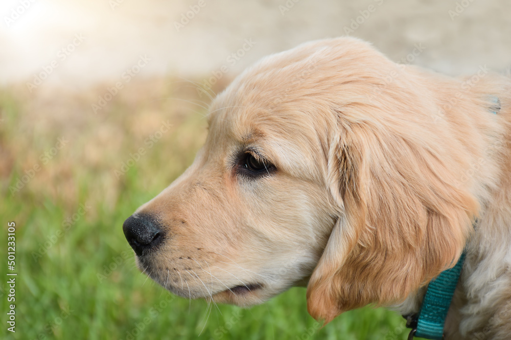 Closeup side portrait of golden retriver puppy
